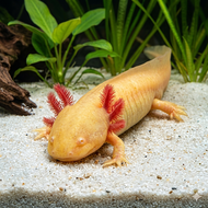 AXOLOTL GOLDEN GOLD DOGFISH SALAMANDER WALKING FISH AIR TAWAR - 12 CM