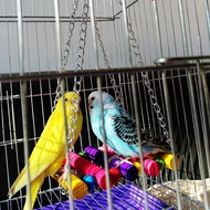 Konfuสัตว์เลี้ยงParakeetนกแก้วBudgieกรงนกคอกคาทีลเปลญวนชิงช้าสำหรับสัตว์เลี้ยงของเล่นแบบแขวน