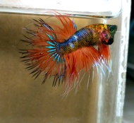 Neon Fancy CT Crowntail Betta Fish / Ikan Laga/ 斗鱼 (Not random fish）