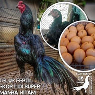 ayam bangkok ekor lidi tahiland asli telur fertil black mamba super