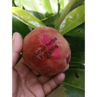 Anak  pokok  mentega