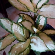 Aglonema Blanceng Diven Tisu Tanaman hias Aglaonema Tissu, Pohon