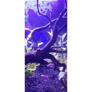 Rasamala root aquascape wood size M for ornamental fish aquarium