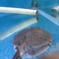 Hiasan Aquarium Ikan Pari Air Tawar Pari Motoro Stingray 11-13