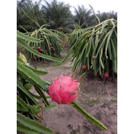 anak pokok buah naga merah red dragon fruit （keratan）红色火龙果苗