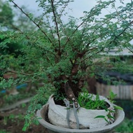 Bonsai Random Acak Arabika Pot Ukuran Pot 60 cm Klampis Ireng Gratis Dus Kode 008777 Foto Hanya Sk