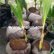 MM- Anak Pokok Kelapa MATAG KUNING F2 / Kelapa Buah Kuning Muda / Kacukan Malayan Dwarf dan Tagnanan