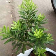 Bibit tanaman BONSAI Lohansung / Pohon hidup bonsai berdaun