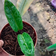 anthurium black mamba ( anggel wings ) koleksian