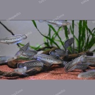 Channa Stewarti - Ikan Gabus hias 7-10 cm