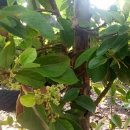 pohon alpukat Markus indukanberbuah/bunga+jambu madu Deli merah brbuah