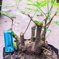 BAHAN BONSAI LAMTORO / DONGKELAN LAMTORO / BONGGOL LAMTORO