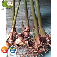 20 BIBIT LENGKUAS. PUTIH. SISP TANAM BIBIT CABUTAN =====••••