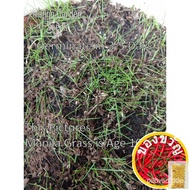 Manila grass seeds-6000 seed Biji benih Rumput Manila, carpet grass, lawn grass, Zoysia grass, Manil