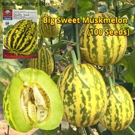 เมล็ดพันธุ์ เมล่อนหวาน บรรจุ 100 เมล็ด Super Sweet Big Muskmelon Seed Fruit Seeds for Planting Honey Dew Melon เมล็ดพันธุ์ผลไม้ F1 ต้นไม้ผลกินได้ ผลไม้อินทรีย์ ต้นไม้กินผล เมล็ดผลไม้ พันธุ์ไม้ผล บอนไซ เมล็ดผัก ผักสวนครัว ปลูกได้ตลอดปี ปลูกง่าย อัตรางอกสูง