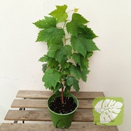 Grape Plant 葡萄树苗 IOB