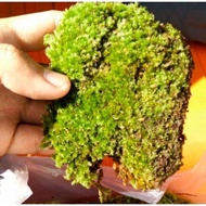 Forest moss / forest moss / live moss / live moss - live moss spagnum