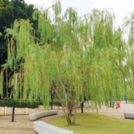 PROMO- POHON HIAS PENEDUH LIANG LIU TINGGI 3METER