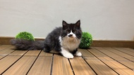 Kucing peaknose exotic short hair persia medium