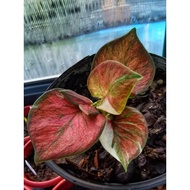 Barang Perhiasan Rumah