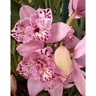 Anggrek Dendrobium Pink Princess / Bunga Anggrek hidup/ Tanam