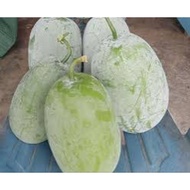 Labu Kundur Buah....