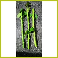 ⚠ ∥ ✧ tuba tuba plant cuttings 3 pcs