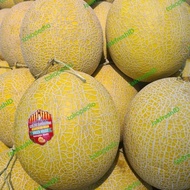 Buah Melon Inthanon Korea Melon Bibit Korea Melon Hidroponik Size 2Kg