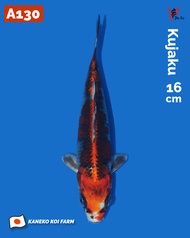 Ikan Koi Import Kujaku (Kaneko Koi Farm) Kode A130