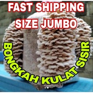 READY STOCK BONGKAH KULAT SISIR READY STOCK