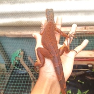 iguana super red ph blue juve