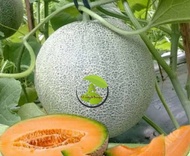 Benih Buah Melon Madu F1 Tahan Hama Bibit Buah Melon Orange Madu
