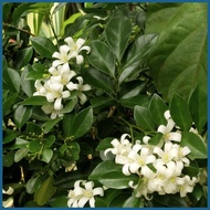 🅸 ▦ ❤ Kamuning plant for sale
