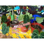 pokok telinga gajah / anthurium