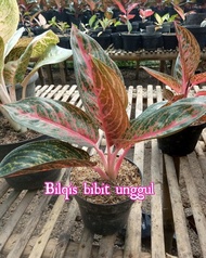 Bibit Bunga Aglonema widuri merah Murah