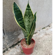 Sansevieria Futura Superba (1 Plant) in 8cm Pot *Houseplant* #snake plant