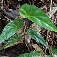 Tanaman Hias Begonia Simsim Forest# Begonia Hutan Simsim