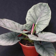 bibit bonggol alocasia platones colocasia gigantea thailand // bibit bonggol alocasia // bibit bongg