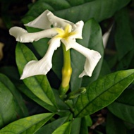 Cempaka Wali / Samoan Gardenia (Tabernaemontana africana) - Pokok Hidup / Live Plant