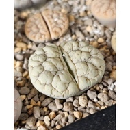 Lithops Gracilidelineata green grey C189A/C374A/C373A/C261A 优选荒玉拿铁latte succulent plant