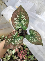 บอนสี เจ้าสาว/รักเอย/อสงไขย/ส่งเป็นต้นขนาดกระถาง 4 นิ้วต้นแข็งแรงฟอร์มสวย