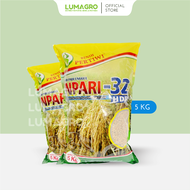 Benih Padi Pertiwi 5kg Bibit Inpari 32 33 42 Pak Tiwi 1 dan 2 Premium Pari Jumbo 5 Kg