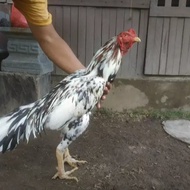 Ayam Bangkok Ekor Kaku Blorok Wido ( Bukan Shamo/Aseel/Ganoi)