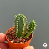 รวมยูโฟเบีย Mix Euphorbia แคคตัส กระบองเพชร ไม้อวบน้ำ cactus&amp;succulent