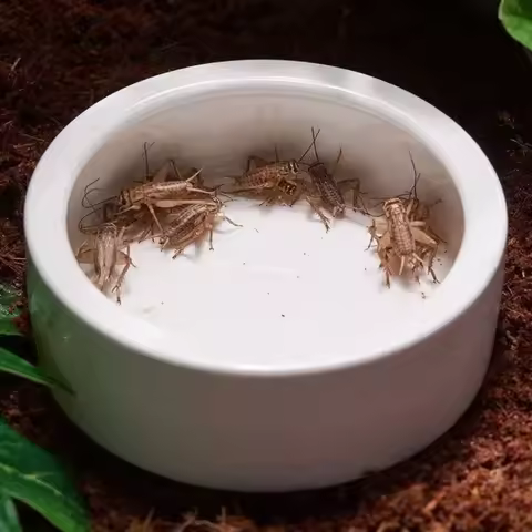 Ceramic reptile pet bowl reptile gecko lizard food bowl anti-escape maned lion water basin live meal