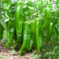 Pepper SeedsTLarge Cayenne Pepper  Family Balcony Potted Vegetable Seeds High Yield and Large Area Planting
