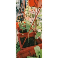 Baby Dwarf  Bean Plant