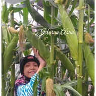 40 BIJI BENIH(REPACK) JAGUNG MANIS F1.HYBRID SWEET CORN F1 351
