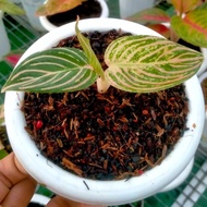 Tanaman Hias Aglaonema / Aglonema Golden Hope New