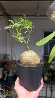 塊根植物 大尺寸肥矮火星人